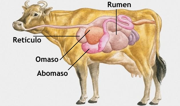 estomago de la vaca